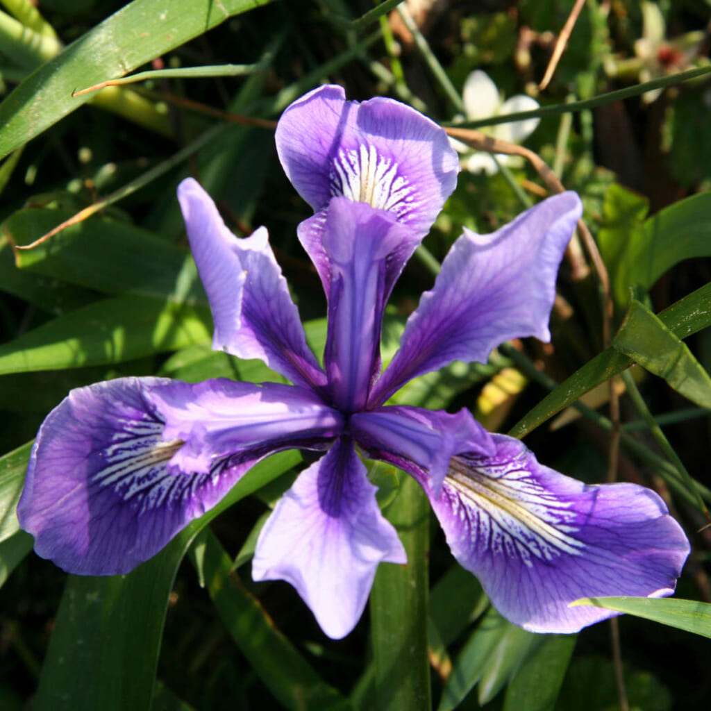 アイリス（Iris douglasiana）
