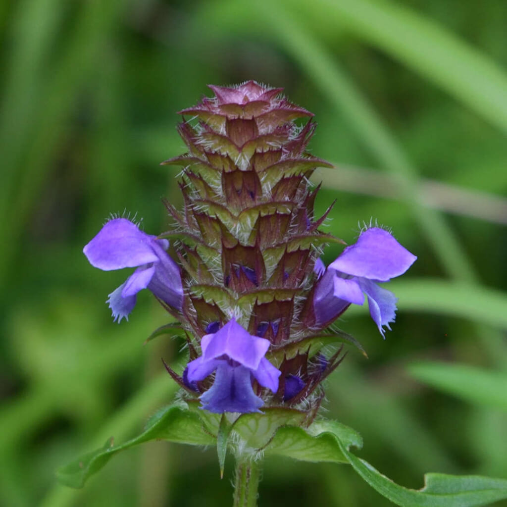 セルフヒール(Self-Heal)のフラワーエッセンス(写真はウツボグサ)