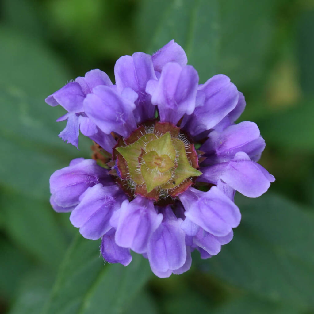 日本に自生する、セルフヒールの亜種、ウツボグサの花序を真上から見たところ