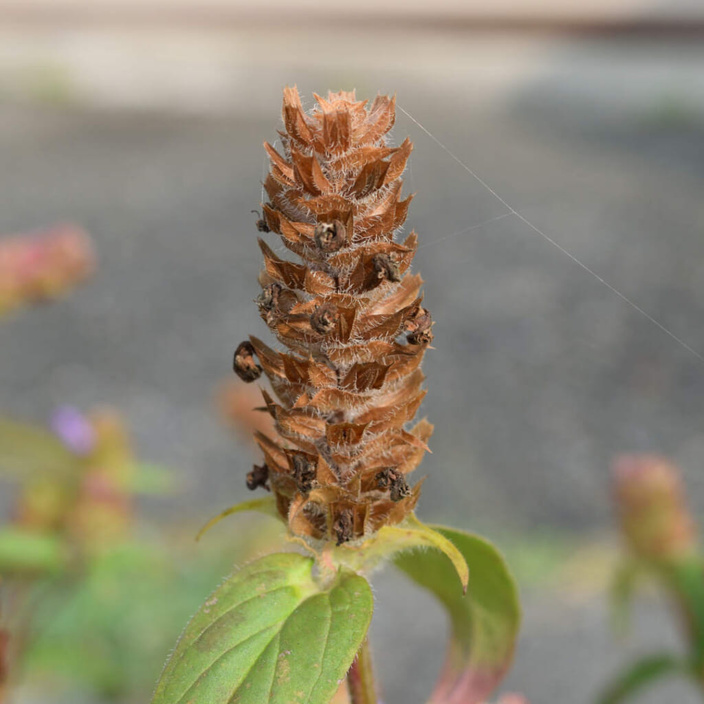 日本に自生する、セルフヒールの亜種、ウツボグサの花の終わった花序(夏枯草)