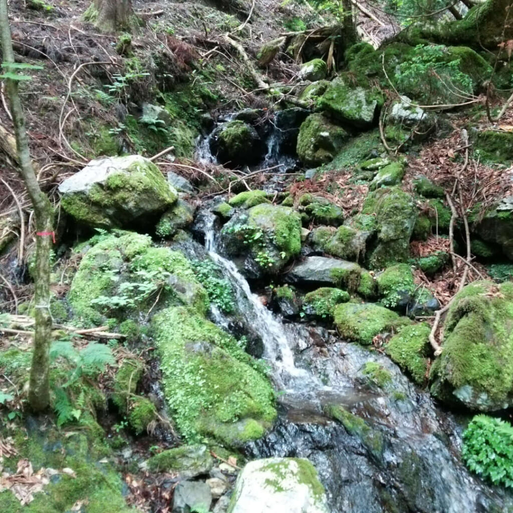 源流から流れ出す湧き水