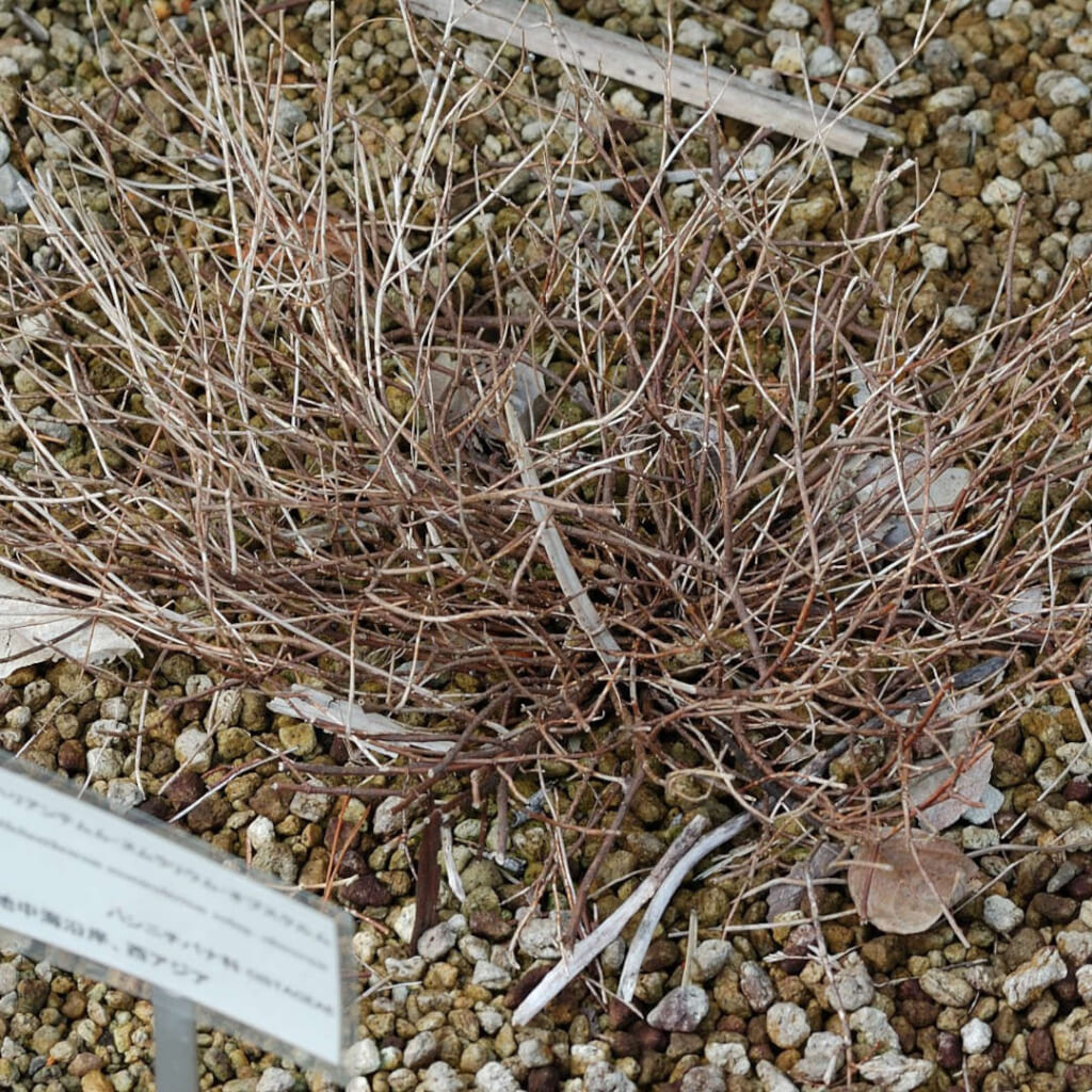 筑波実験植物園で見たロックローズの株。すでに枯れていたようです。