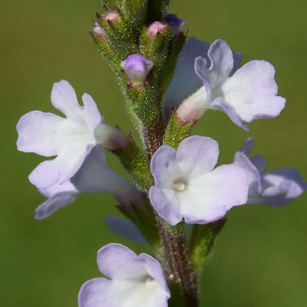 ヴァーヴェインの花