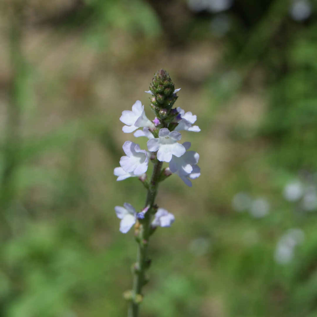 先端にはまだ固い蕾、下から順に開いていくヴァーヴェインの花