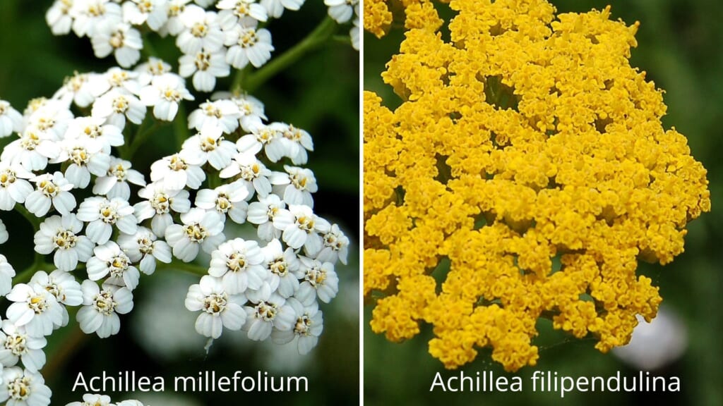 ヤロー(左)とゴールデンヤロー(右)の花序