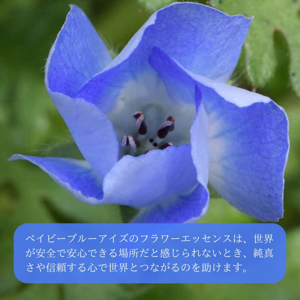 ベイビーブルーアイズの開花