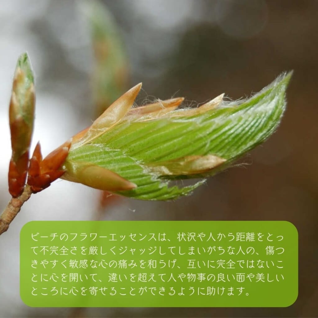 ビーチ