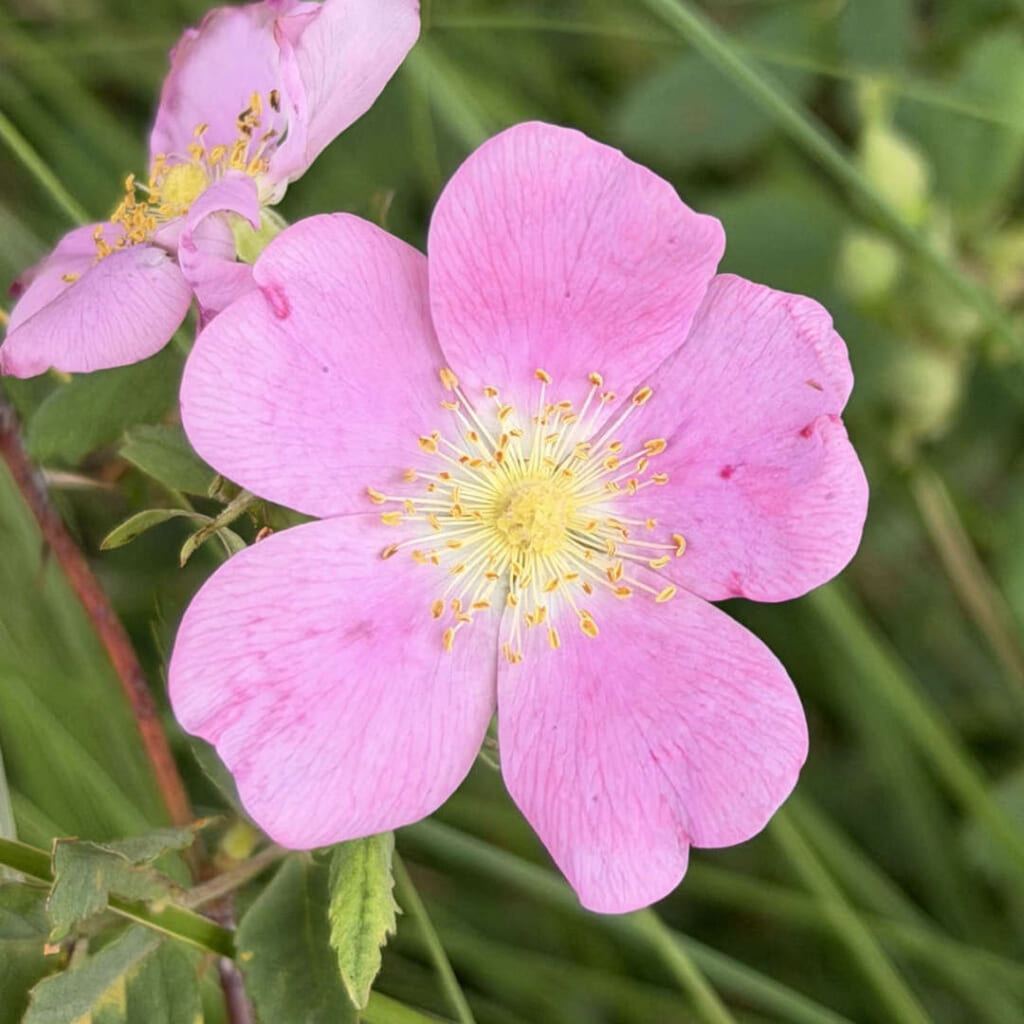 カリフォルニアワイルドローズ(Rosa californica)の花