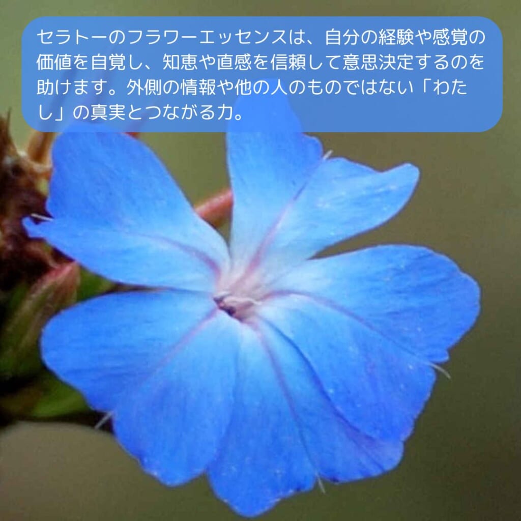 セラトーと共鳴する心