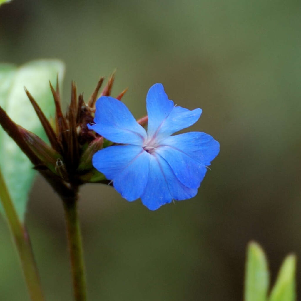 セラトーの花