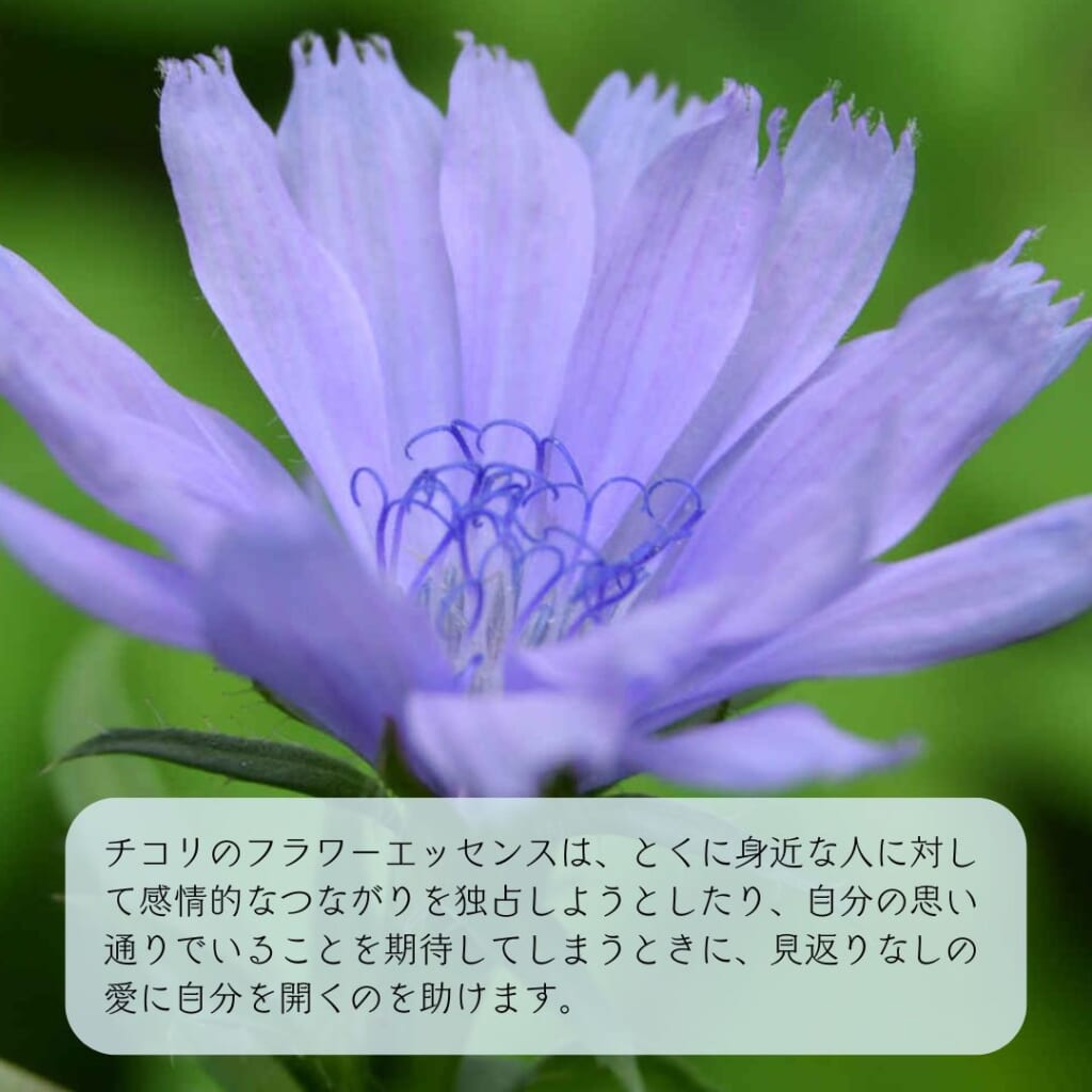 チコリ
