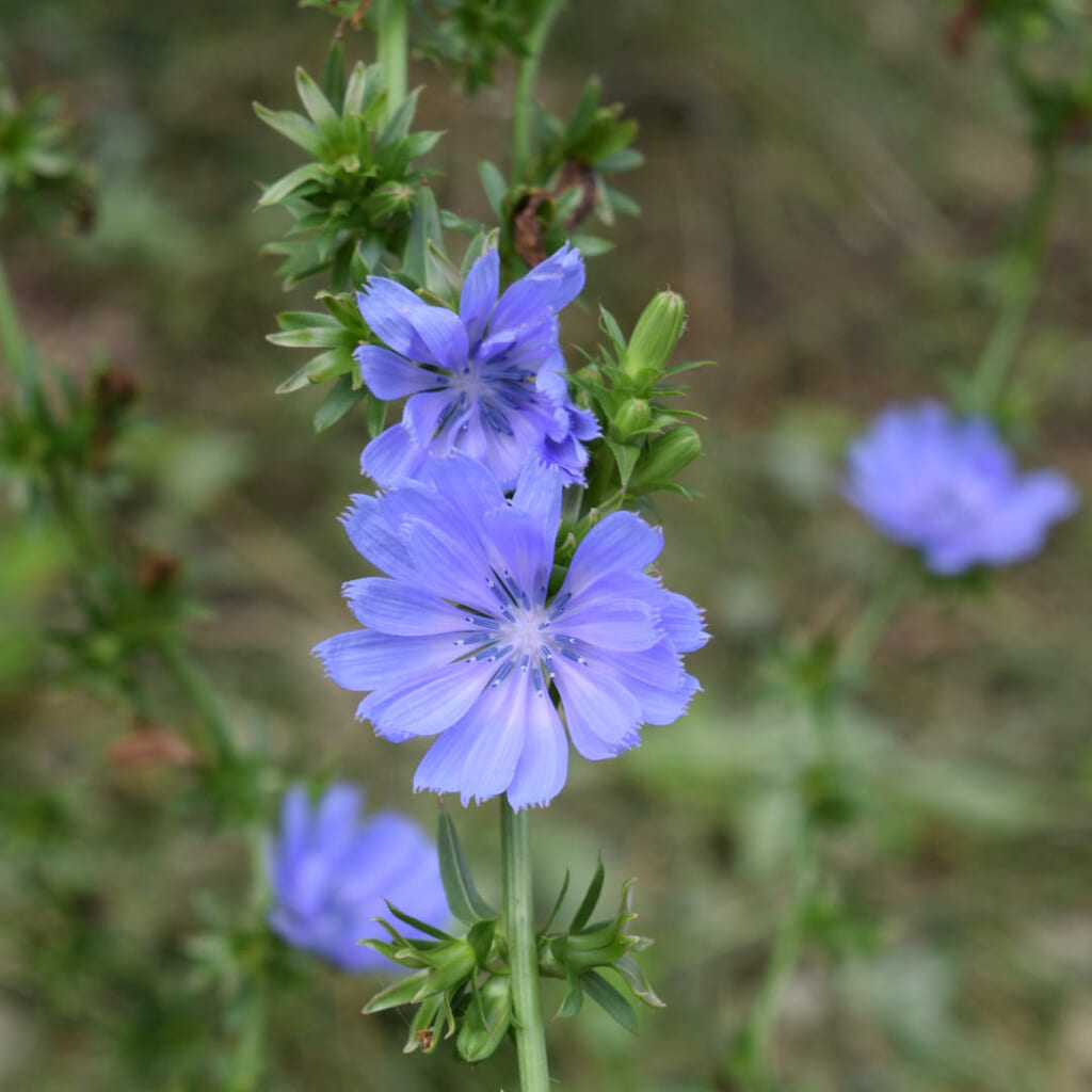 チコリの花
