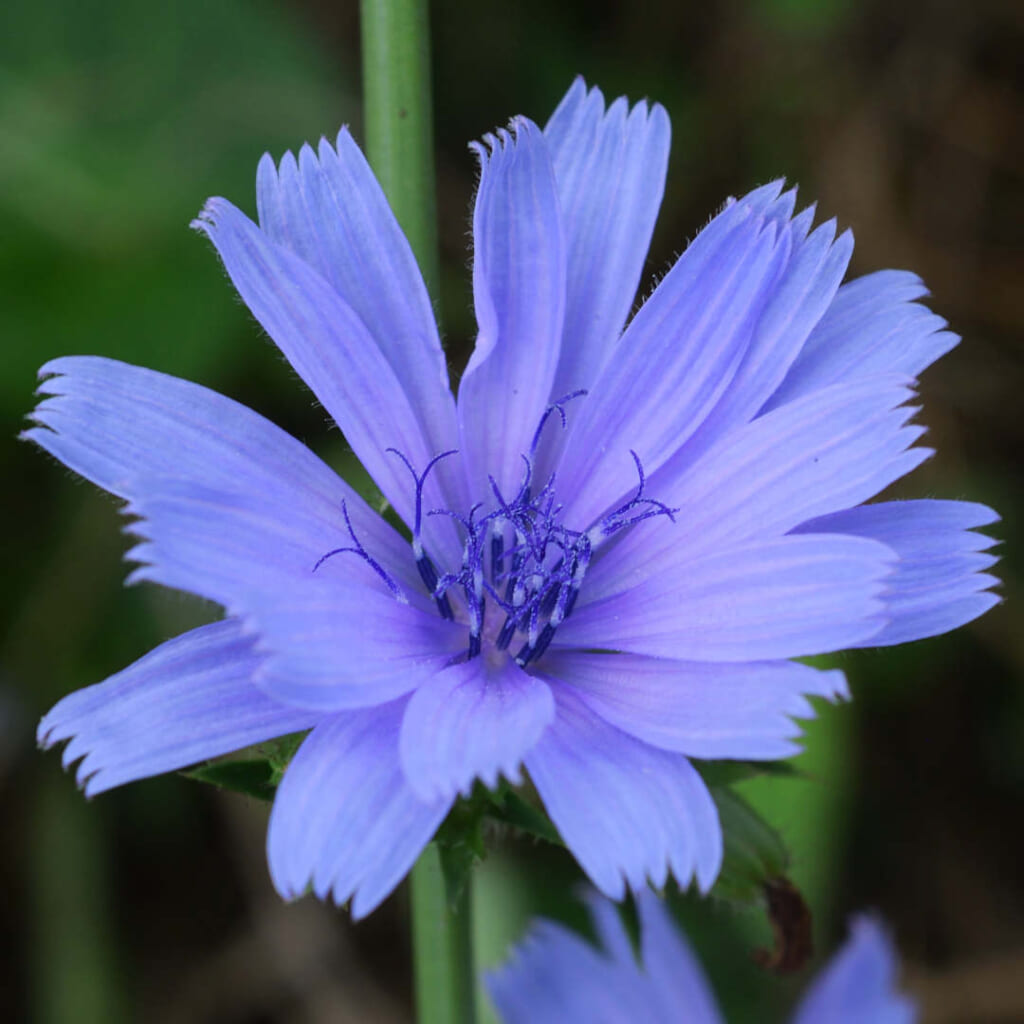 チコリの花