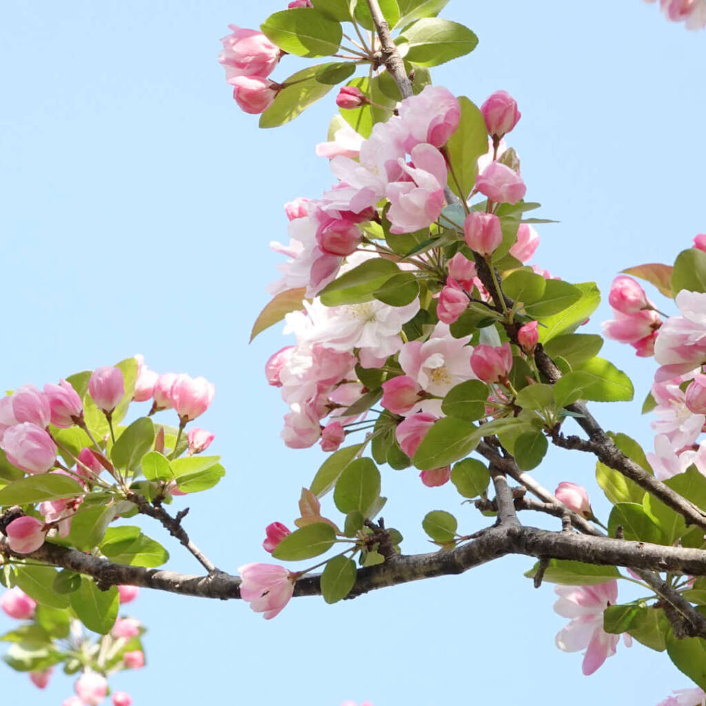 クラブアップルの花
