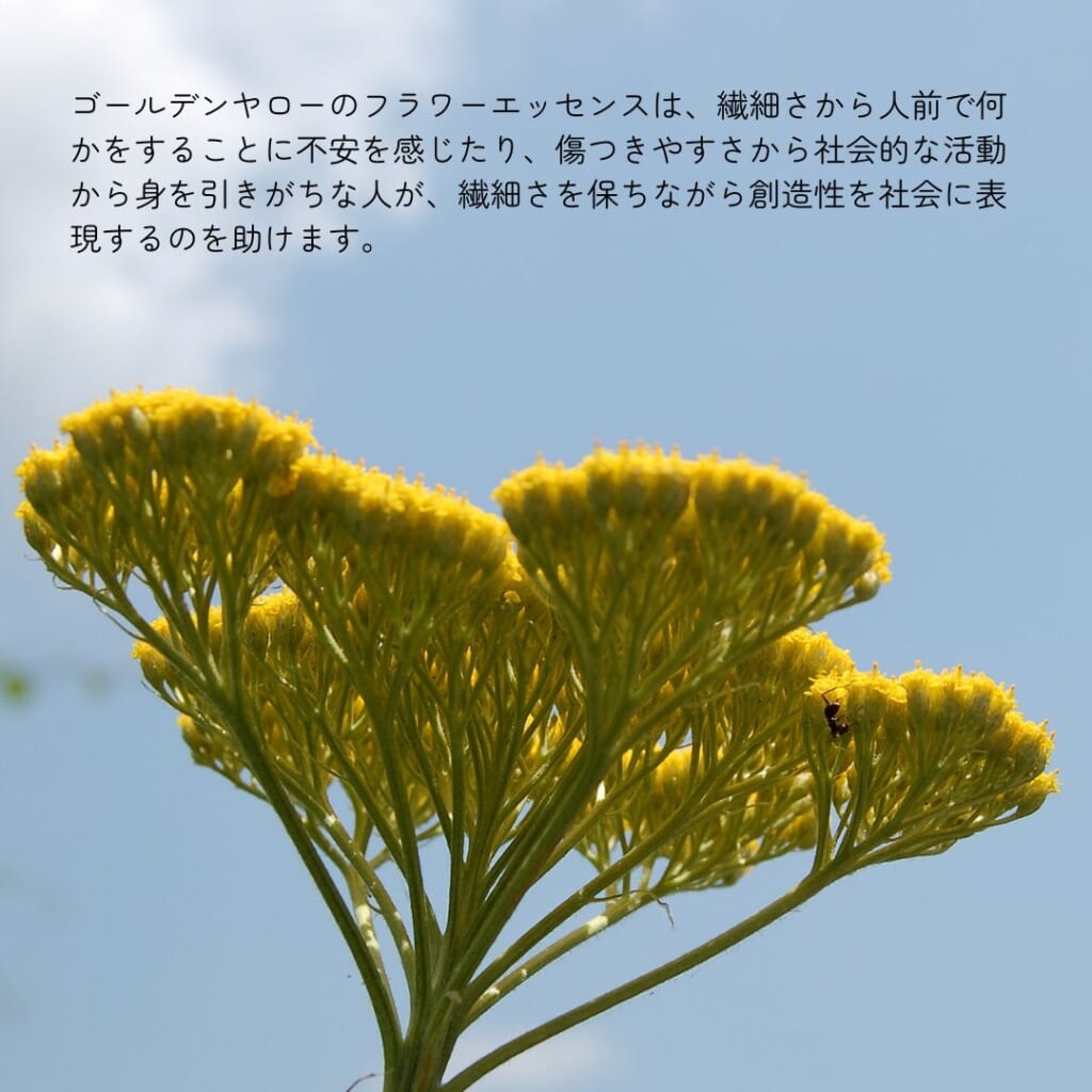 ゴールデンヤロー