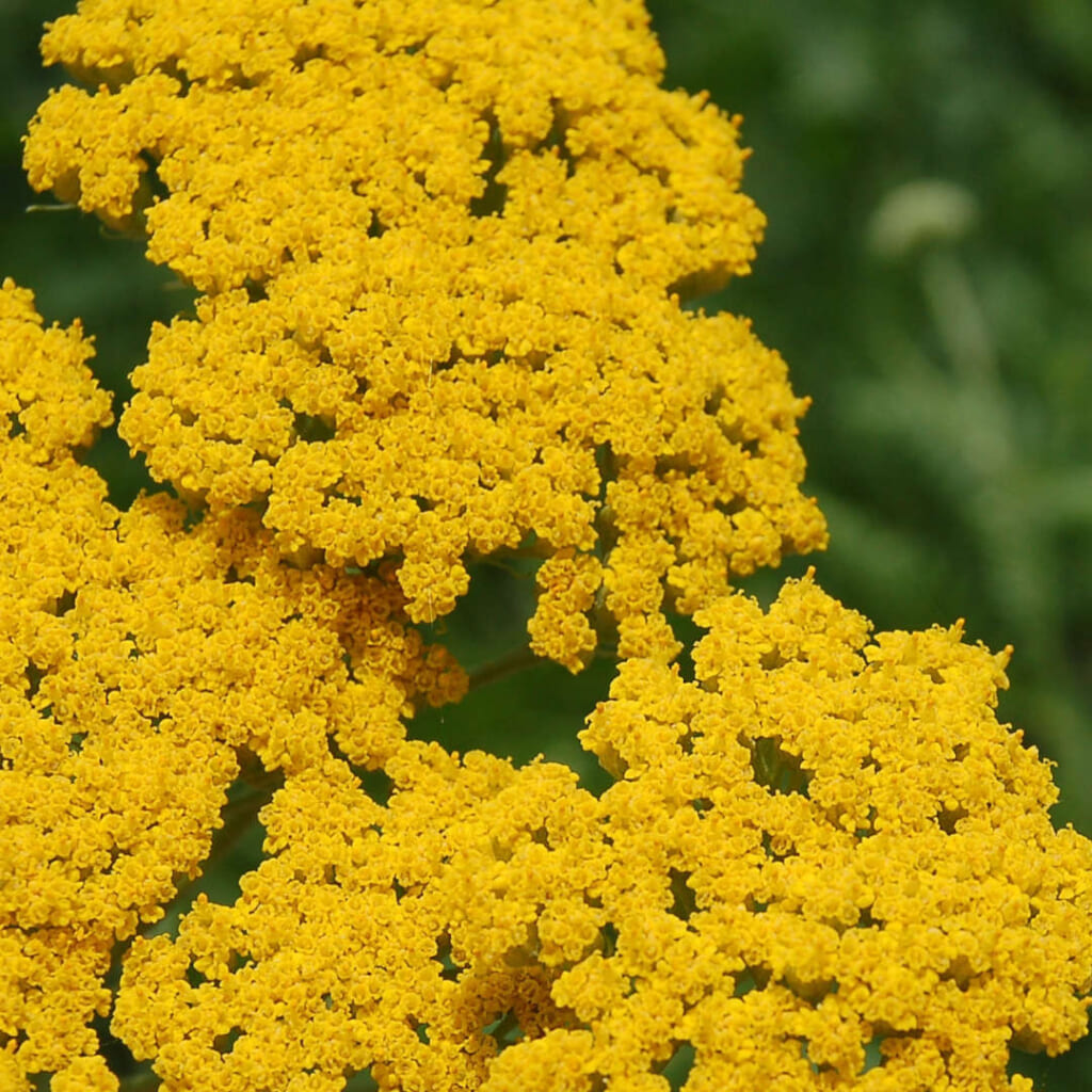 ゴールデンヤローの花序を上から見たところ