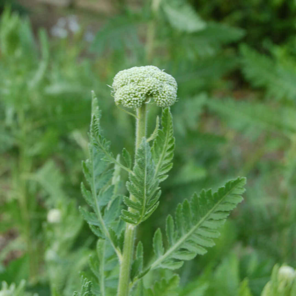 ゴールデンヤローの蕾の花序を横から見たところ