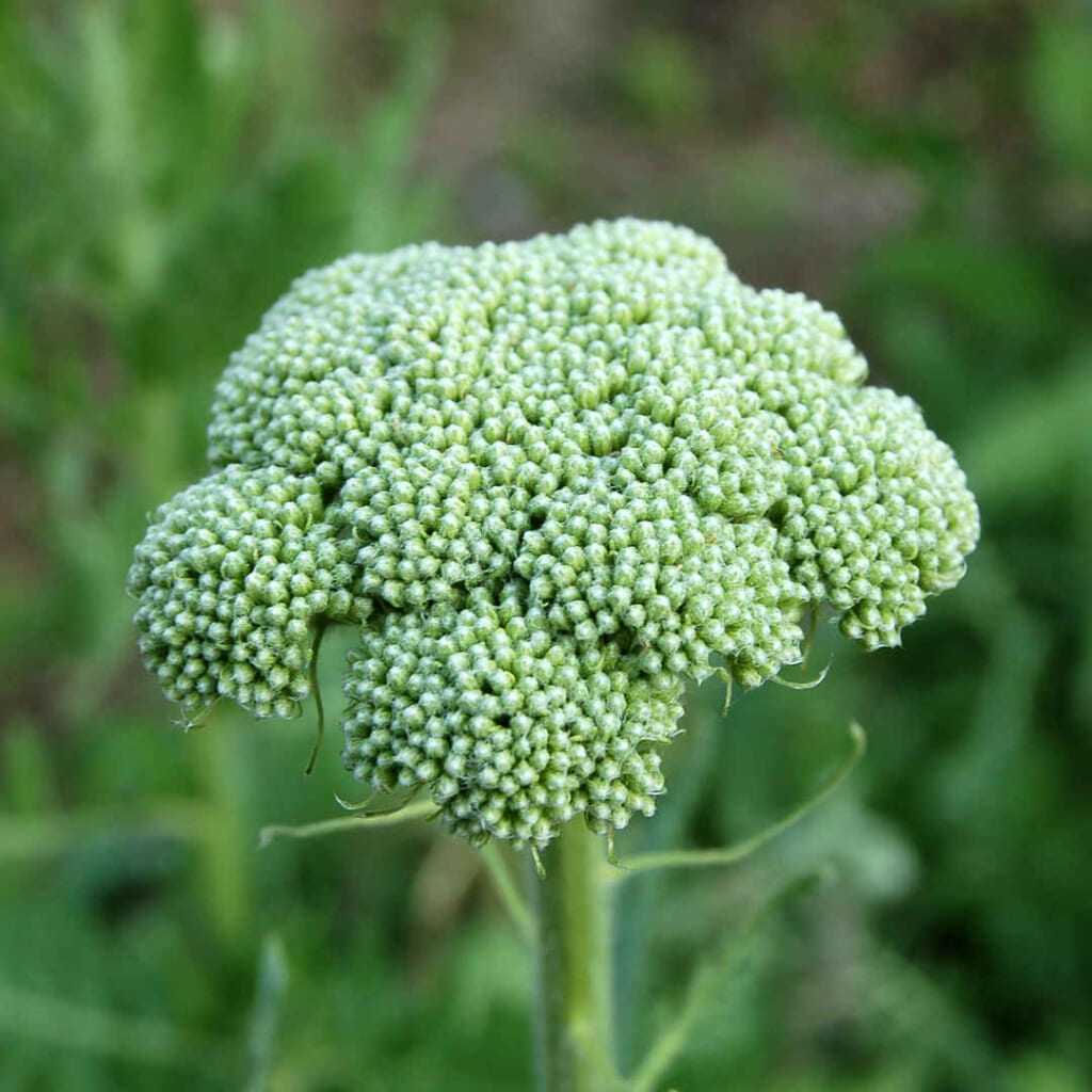 ゴールデンヤローの蕾の花序