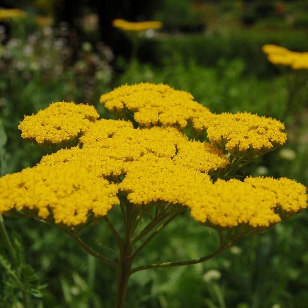 ゴールデンヤローの花序