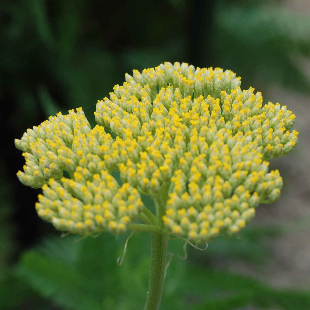 ゴールデンヤローの開花の始まり