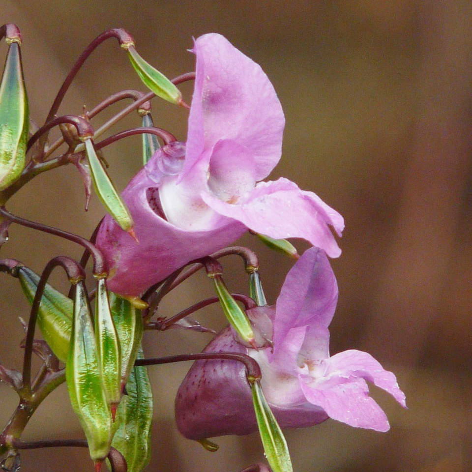 インパチェンス（Impatiens glandulifera）の花