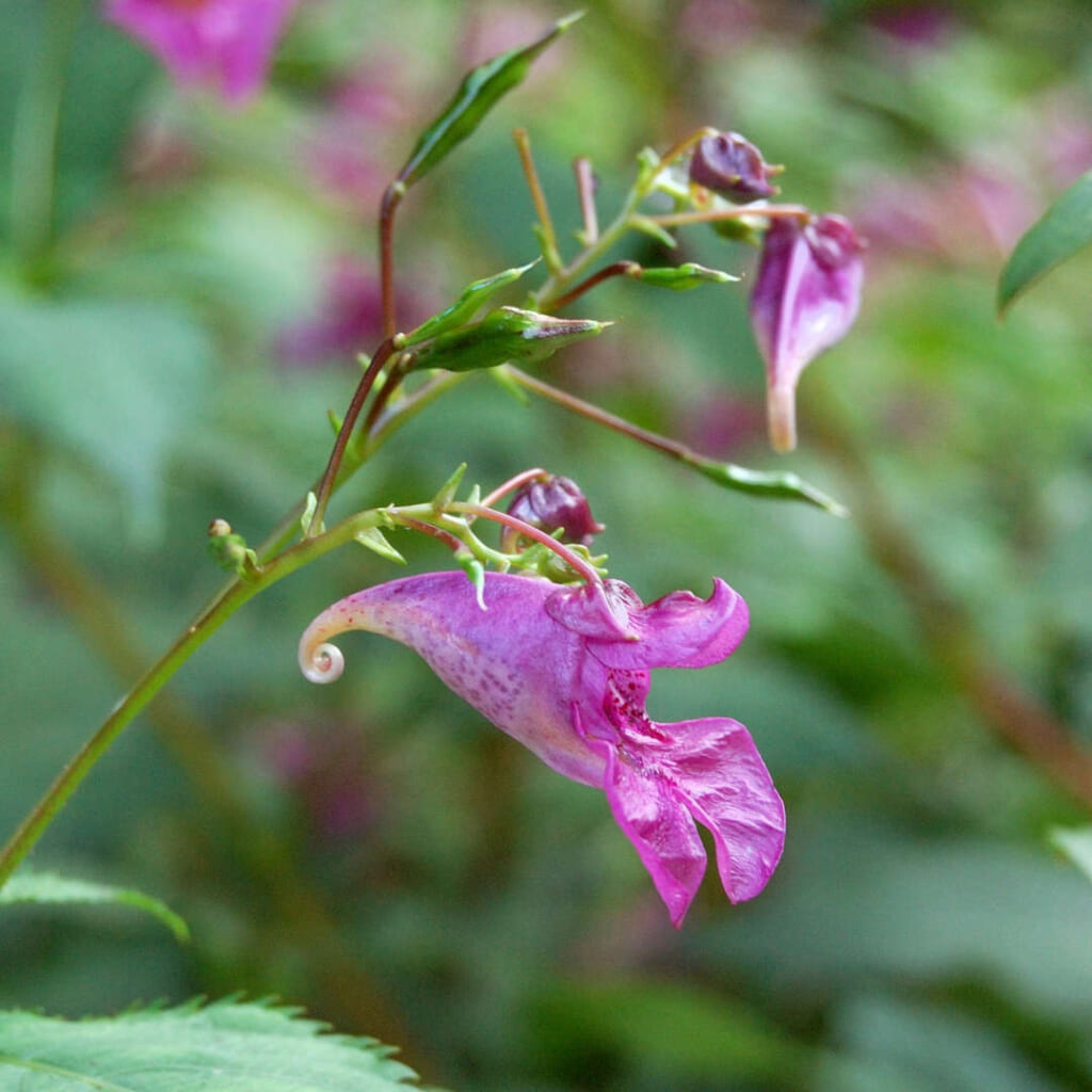 ツリフネソウの花と果実