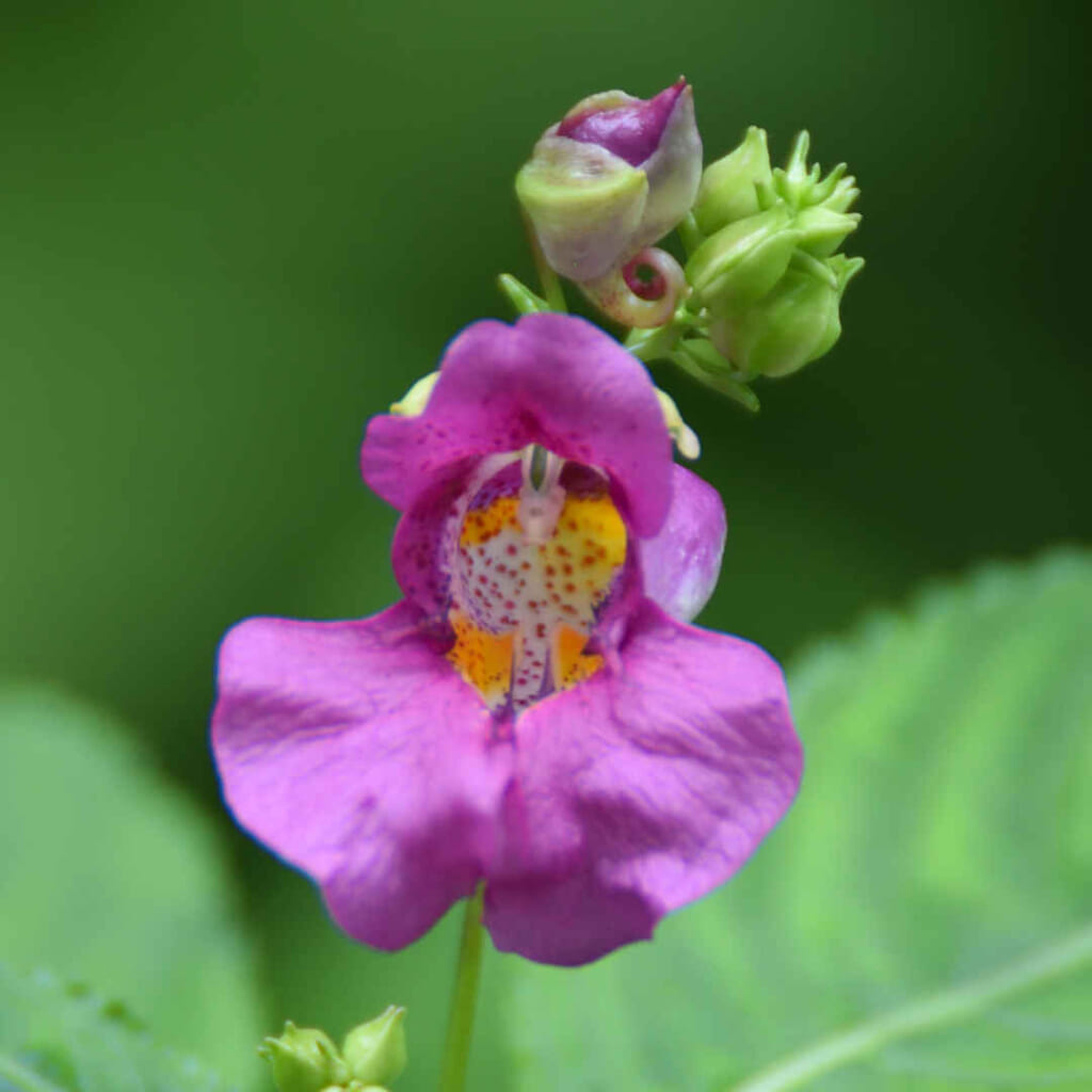 ツリフネソウの花（京都府立植物園）
