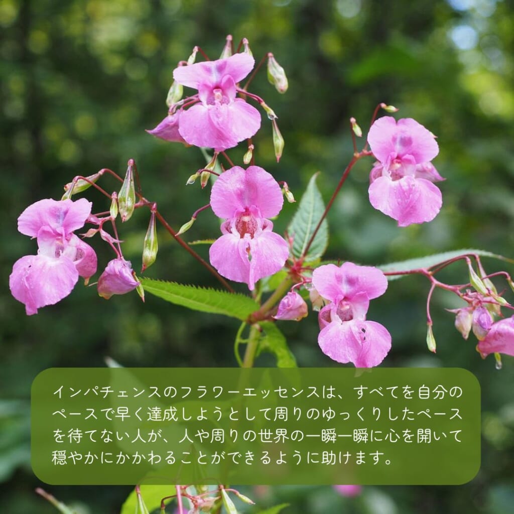 インパチェンス（インペイシェンス）と共鳴する心