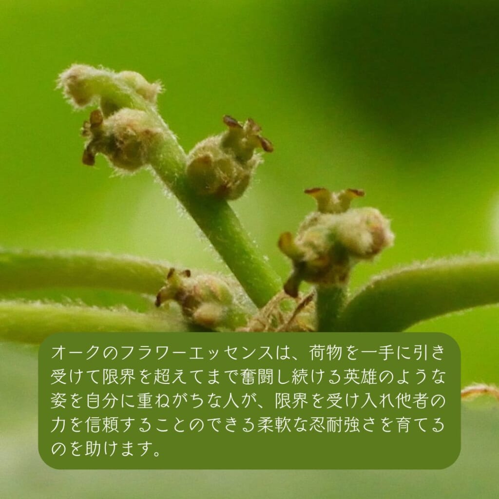 オーク
