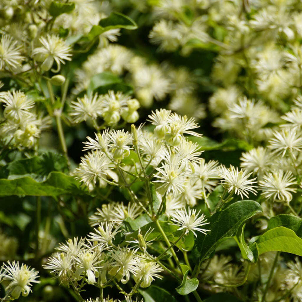 クレマティス(クレマチス)の花