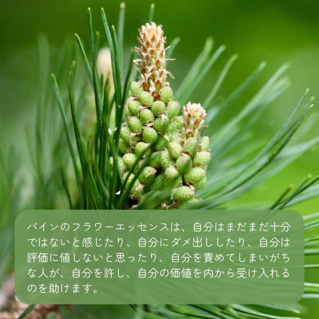 パインと共鳴する心