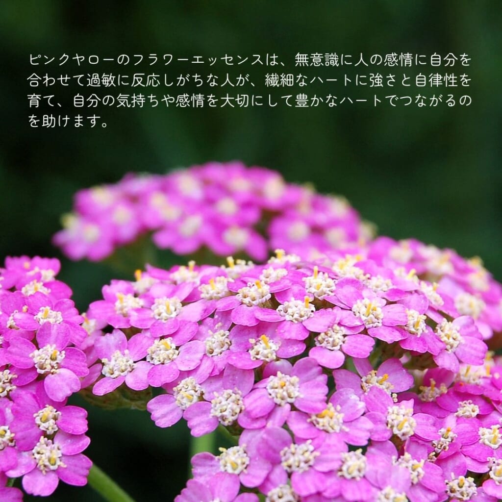 ピンクヤロー