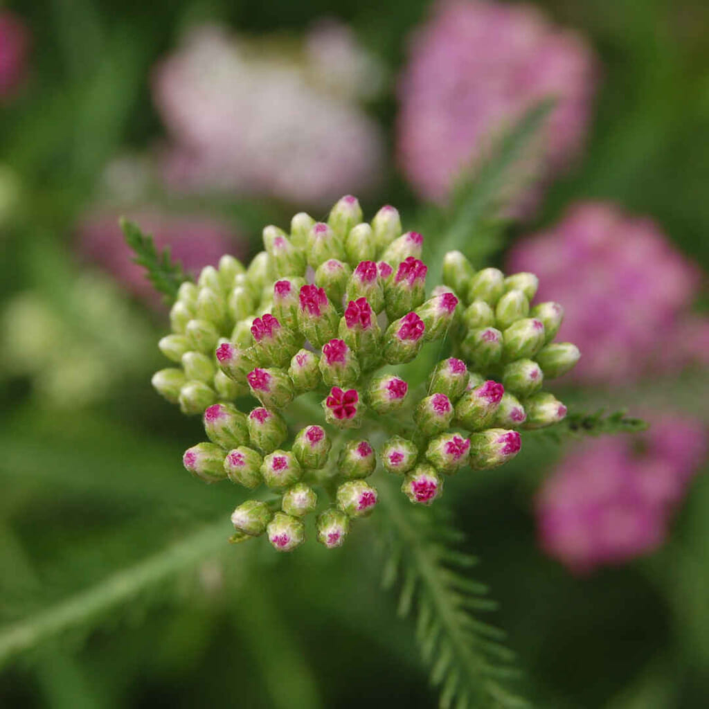 ピンクヤローの蕾の花序