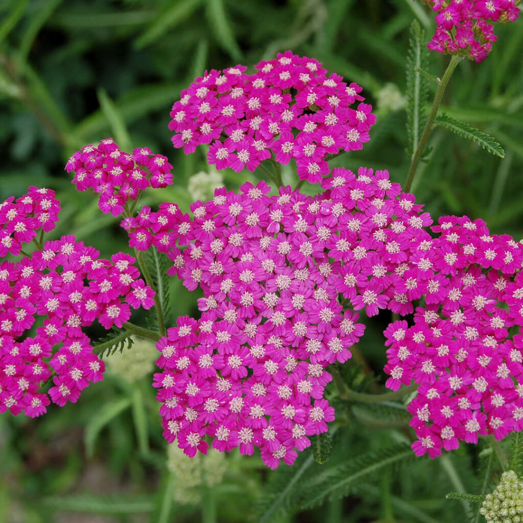 ピンクヤローの花序