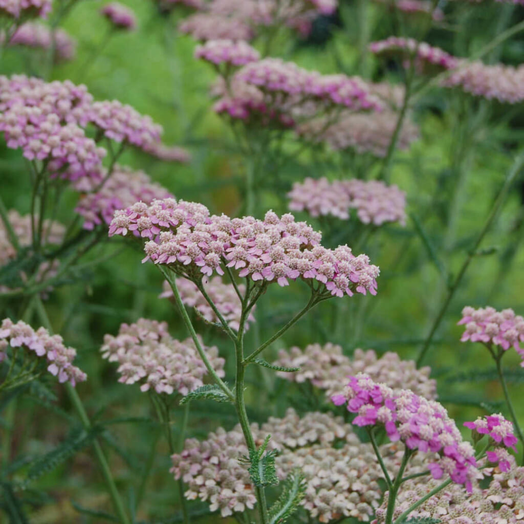 ピンクヤローの花(ピークを過ぎたもの)