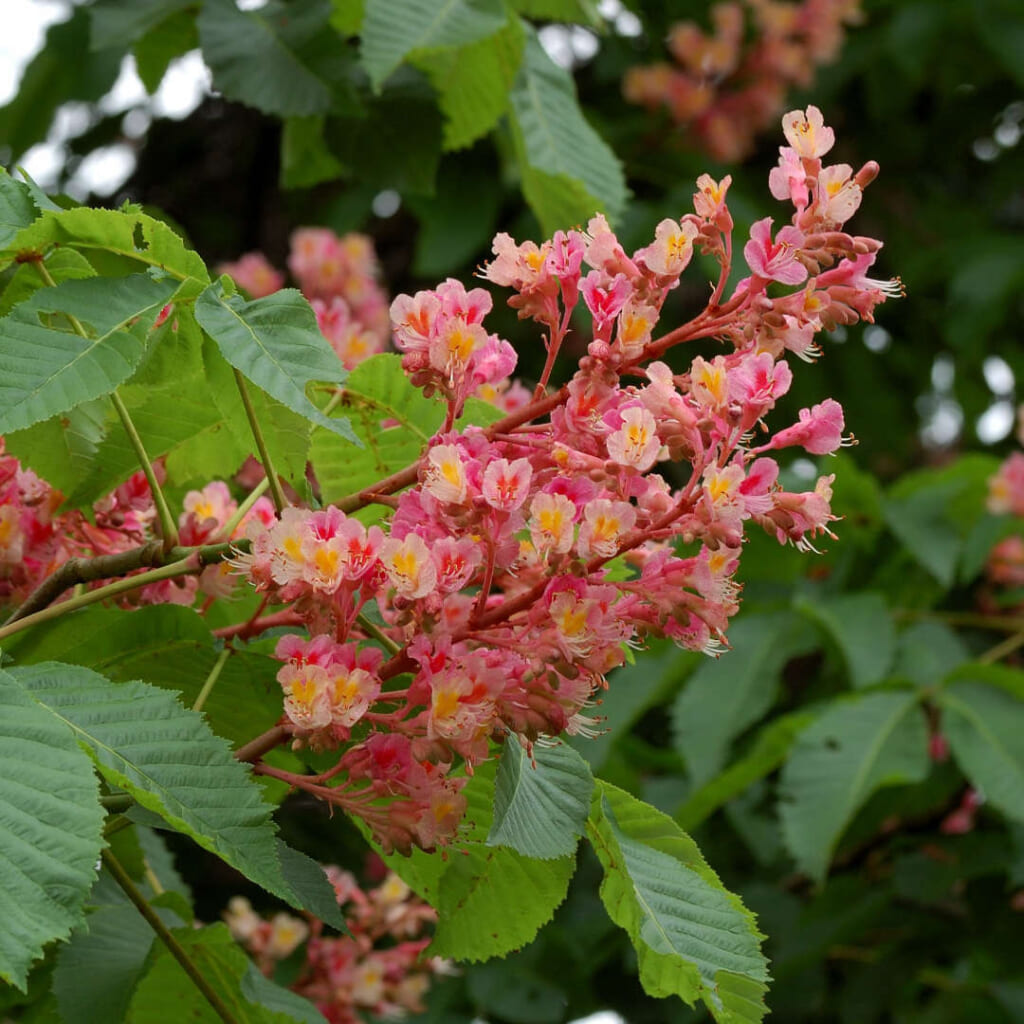 レッドチェスナットの花序