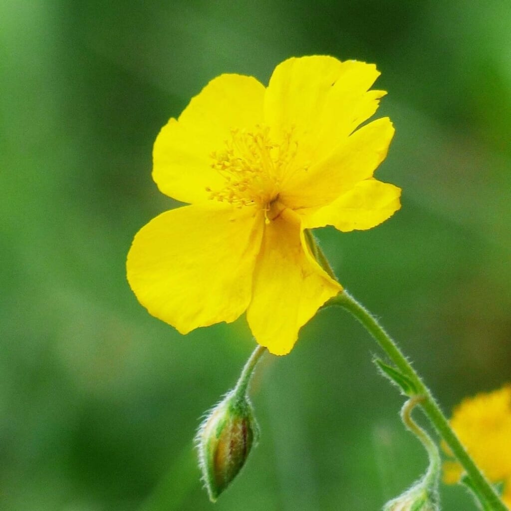 ロックローズの花