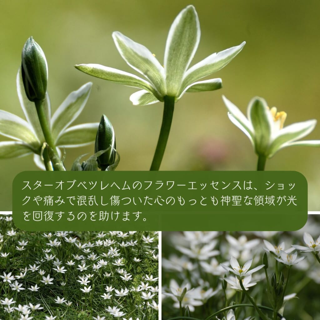 スターオブベツレヘムと共鳴する心