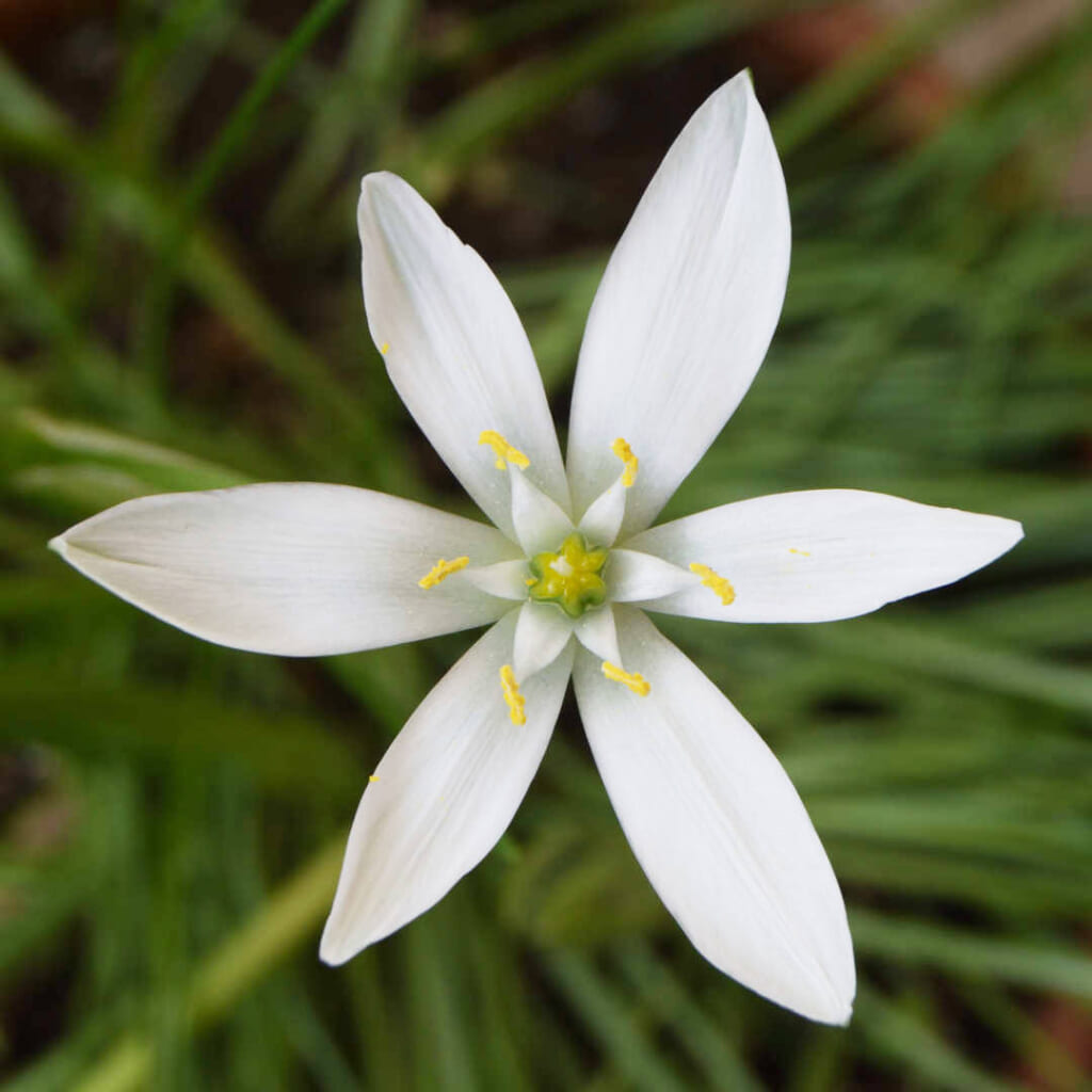 スターオブベツレヘムの花のクローズアップ