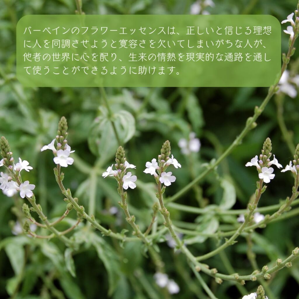 ヴァーヴェイン