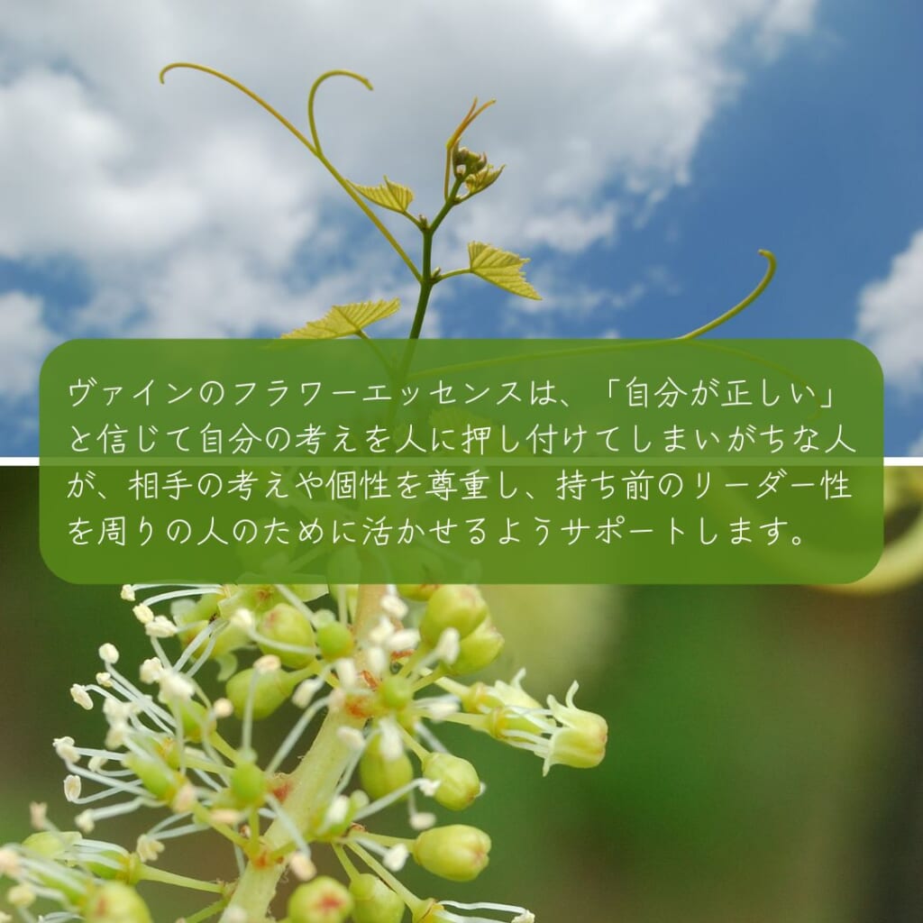 ヴァイン