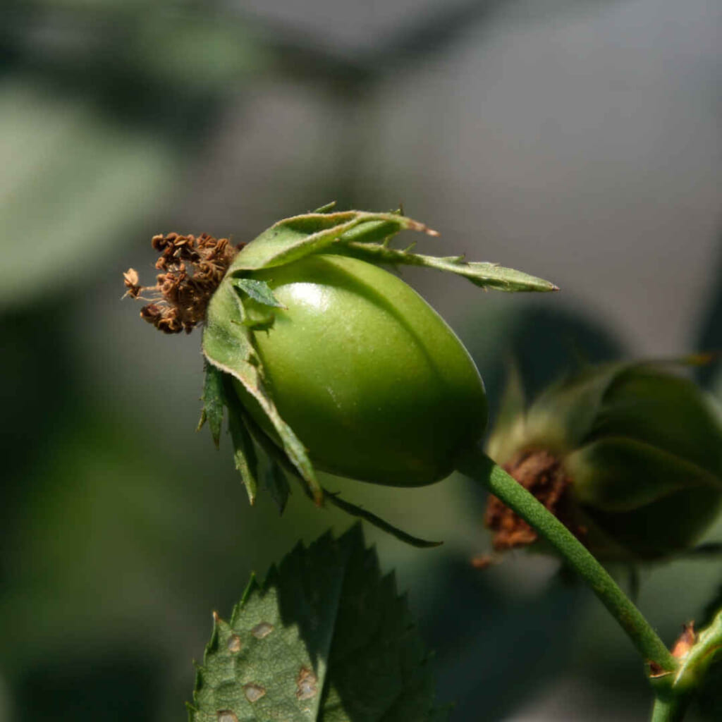 ワイルドローズの緑色の実。先端に花の名残が茶色く残っている。