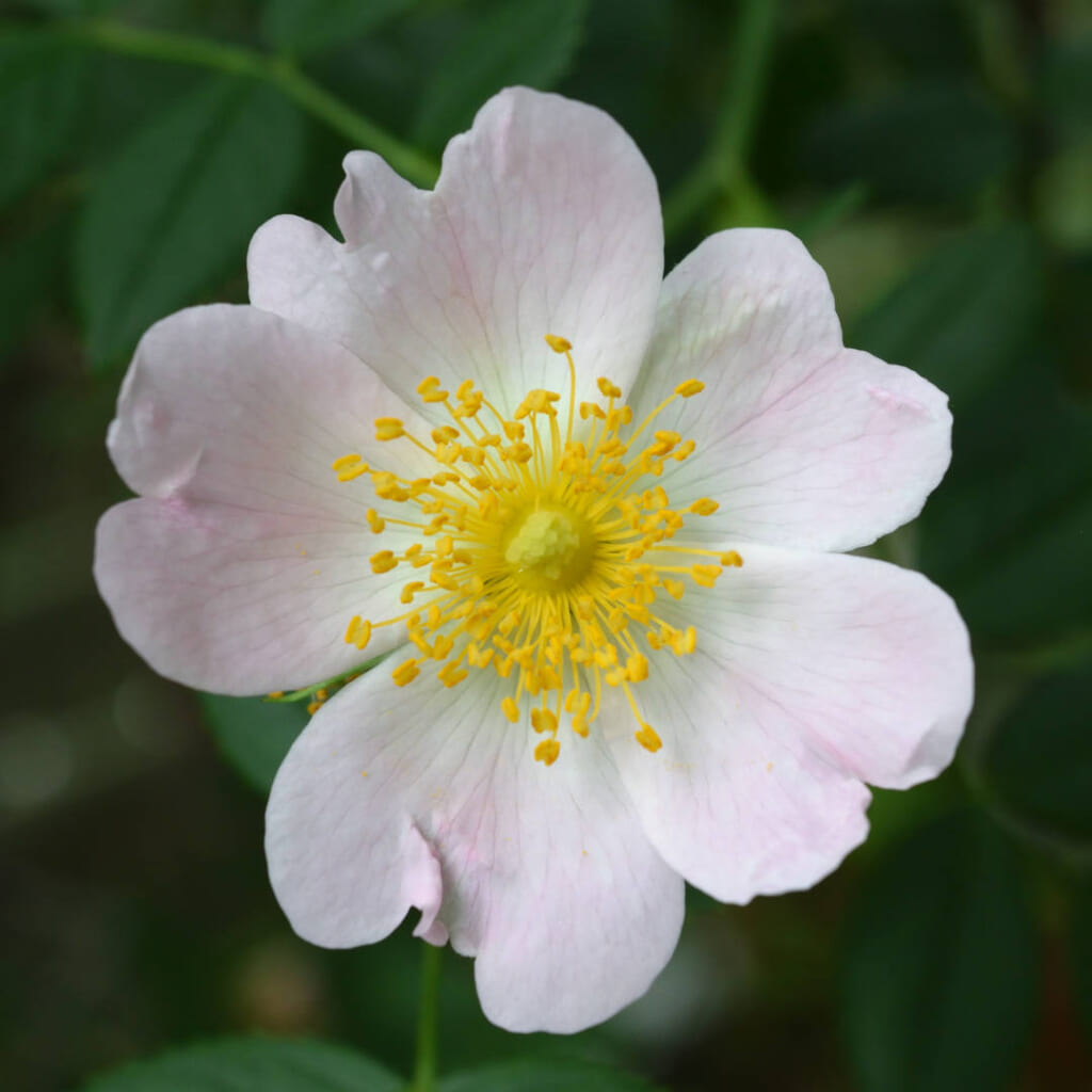 ワイルドローズの花