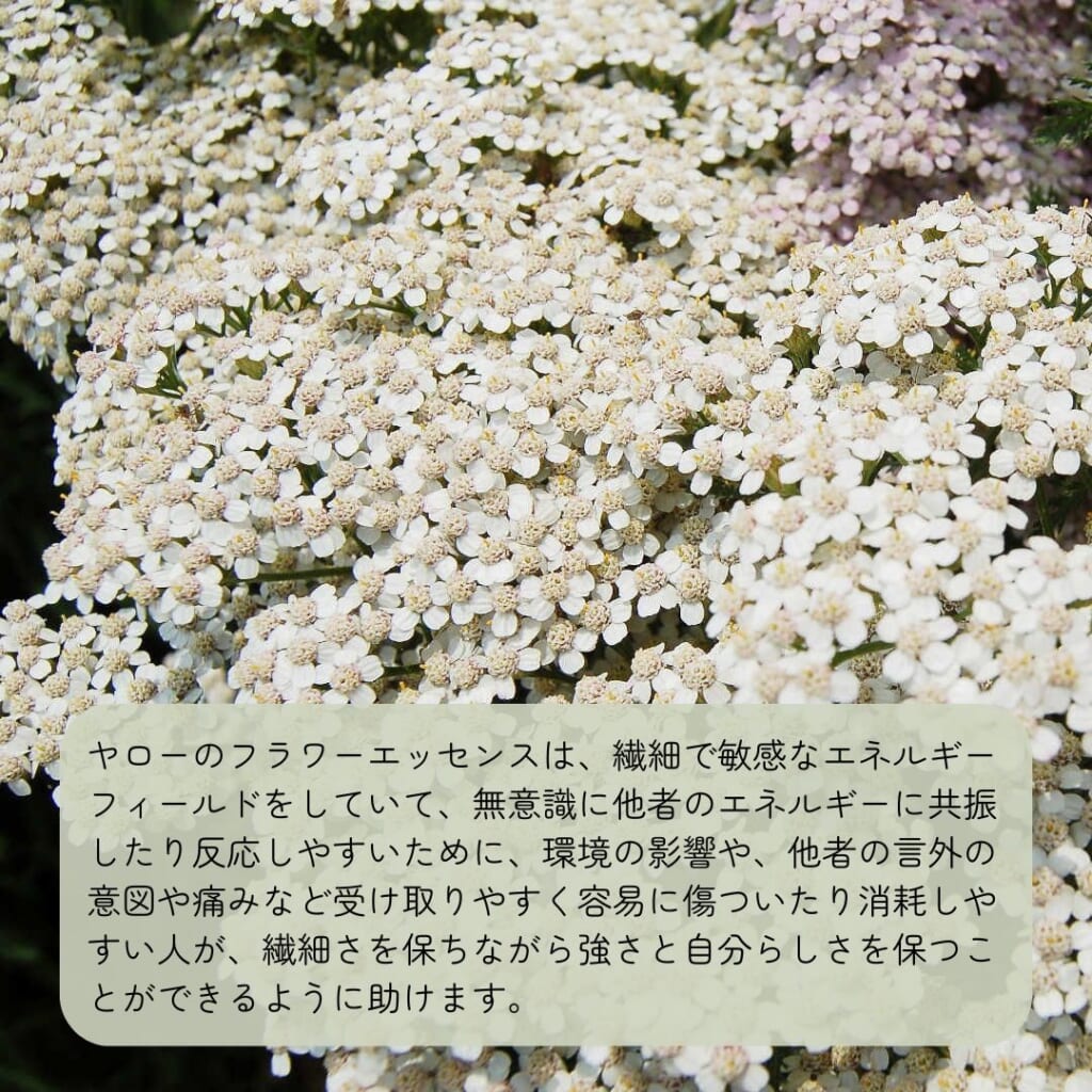 ヤロー