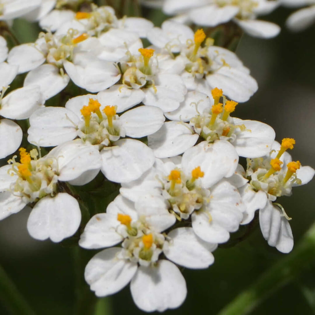 ヤローの花