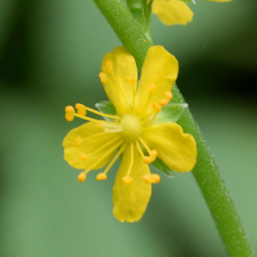 キンミズヒキの花の接写。黄色い花びらが5枚、細い雄しべが放射状に伸びる