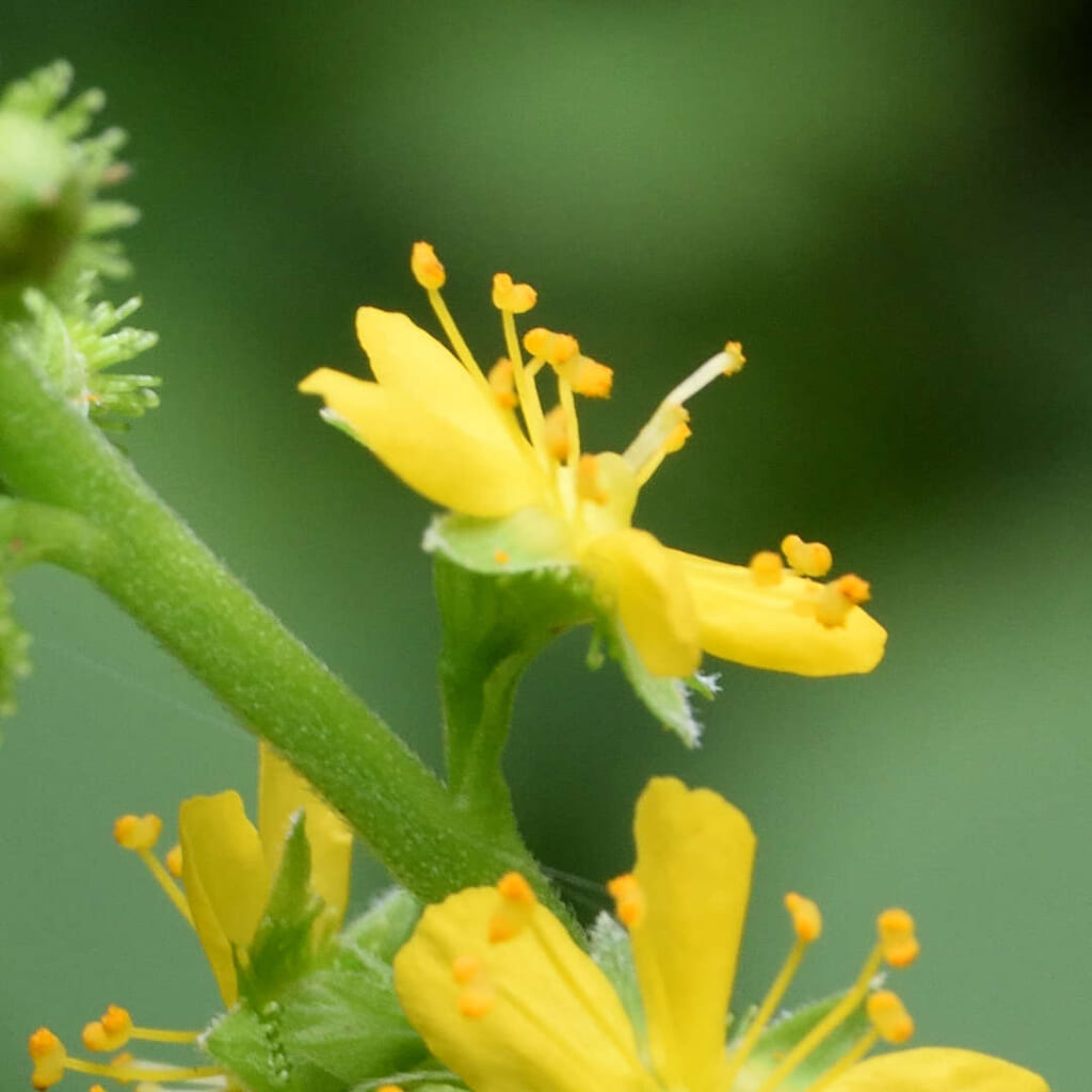 キンミズヒキの花の横からの接写。黄色い花びら、細い雄しべと、中心の雌しべ2本が伸びる