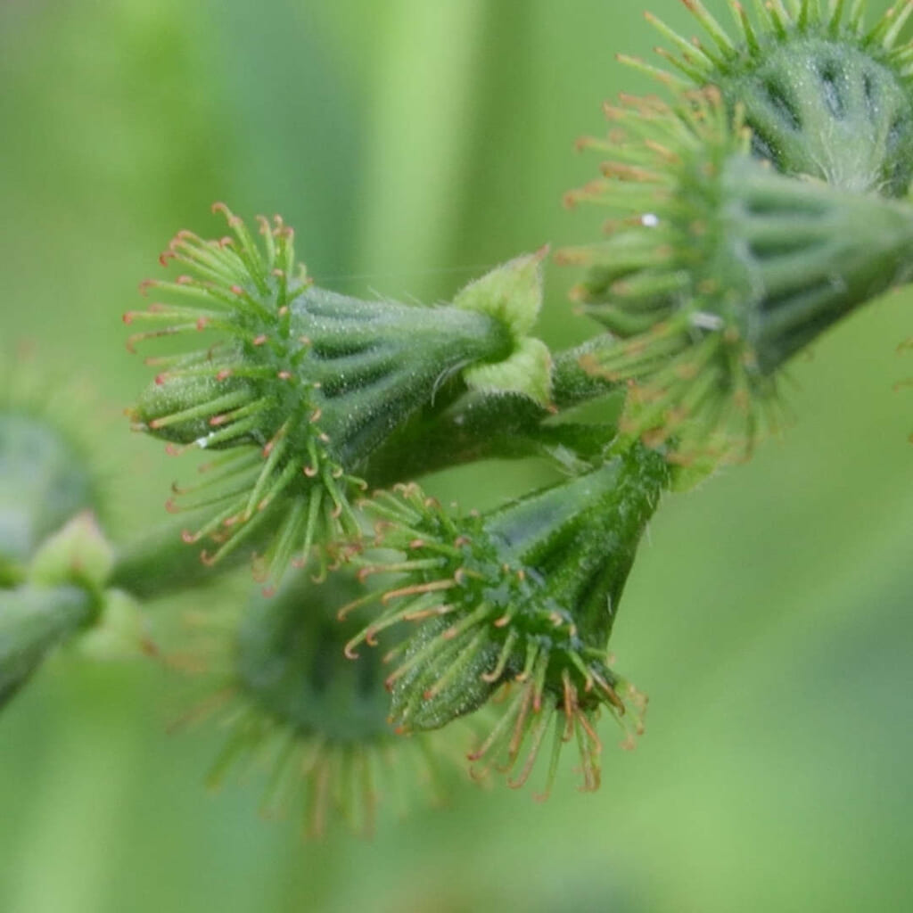 キンミズヒキの果実。縦の筋が入った緑色の花托筒を、先の曲がった鉤が輪になって取り巻き、鉤の先は赤茶色に色づいている。