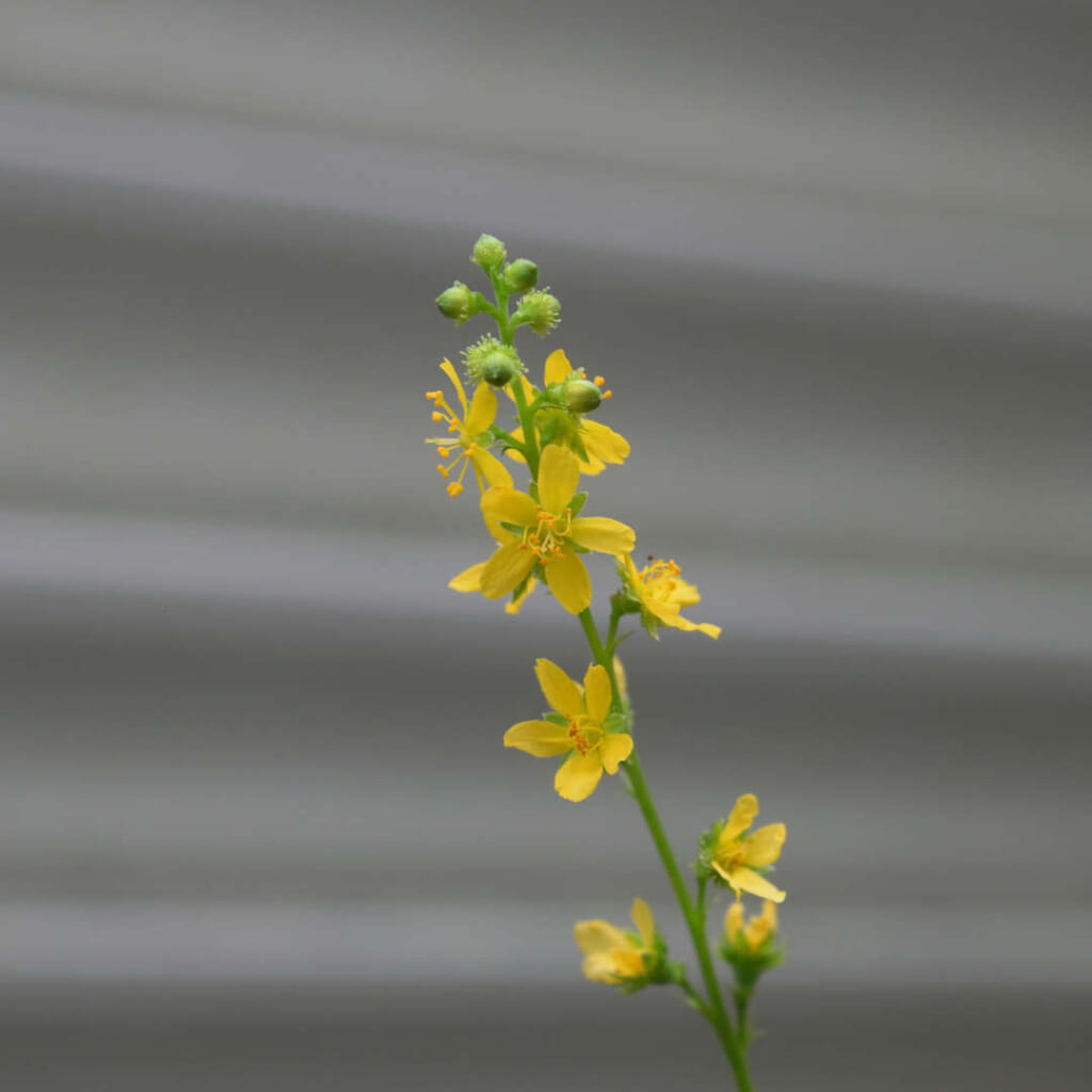キンミズヒキの花穂。上部は緑の蕾、その下に黄色い5弁の花が数輪ひらいている