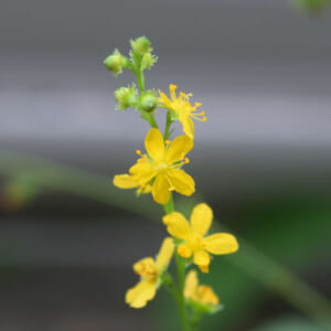 キンミズヒキの花